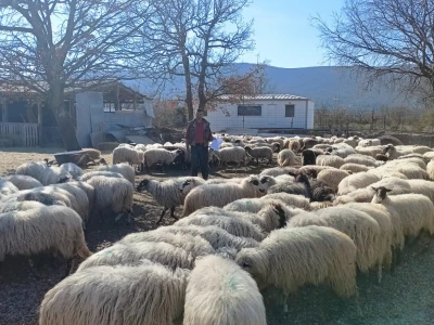Goran Brkić mora ukloniti 300 ovaca