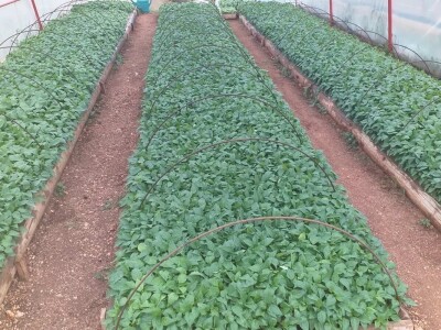 Goran Duka: Kad se opredijeliš  za jednu poljoprivrednu kulturu, ako te izda, te godine nemaš ništa