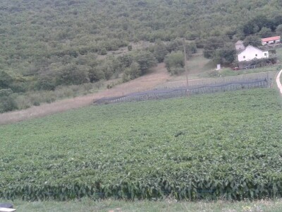 Goran Duka: Kad se opredijeliš  za jednu poljoprivrednu kulturu, ako te izda, te godine nemaš ništa