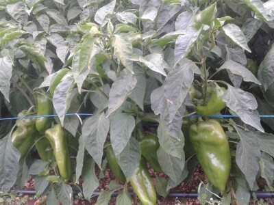 Goran Duka: Kad se opredijeliš  za jednu poljoprivrednu kulturu, ako te izda, te godine nemaš ništa