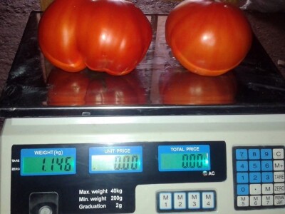 Goran Duka: Kad se opredijeliš  za jednu poljoprivrednu kulturu, ako te izda, te godine nemaš ništa