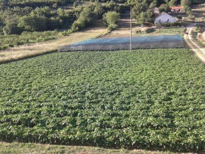 Goran Duka: Kad se opredijeliš  za jednu poljoprivrednu kulturu, ako te izda, te godine nemaš ništa