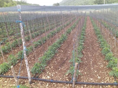 Goran Duka: Kad se opredijeliš  za jednu poljoprivrednu kulturu, ako te izda, te godine nemaš ništa