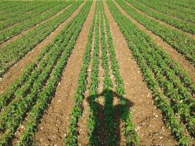 Goran Duka: Kad se opredijeliš  za jednu poljoprivrednu kulturu, ako te izda, te godine nemaš ništa