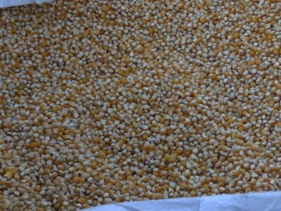 Goran Pravda - kukuruz kokičar