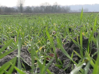 Goran Pravda - kukuruz kokičar