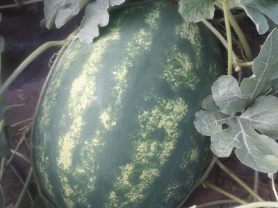 Goran Simić: Mladi poljoprivrednik s 50 plastenika najavljuje širenje proizvodnje