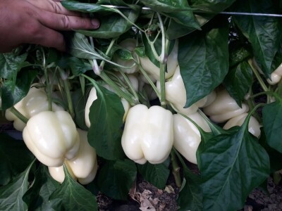 Goran Simić: Mladi poljoprivrednik s 50 plastenika najavljuje širenje proizvodnje