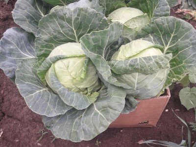 Goran Simić: Mladi poljoprivrednik s 50 plastenika najavljuje širenje proizvodnje