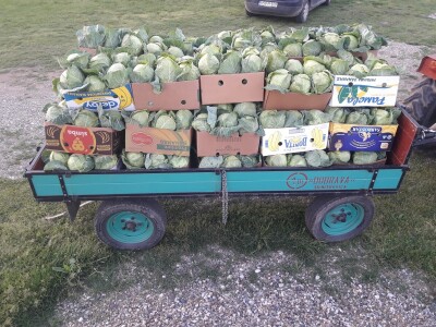 Goran Simić: Mladi poljoprivrednik s 50 plastenika najavljuje širenje proizvodnje