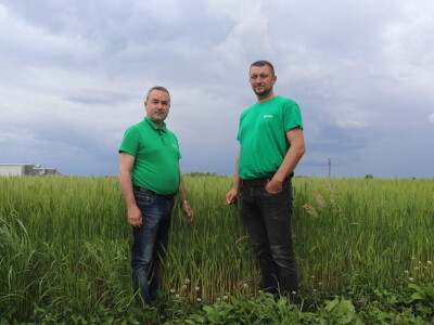 Goran Starčević, Grubišno Polje