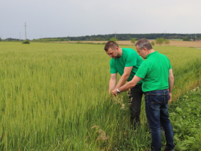 Goran Starčević, Grubišno Polje
