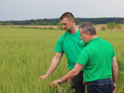 Goran Starčević, Grubišno Polje