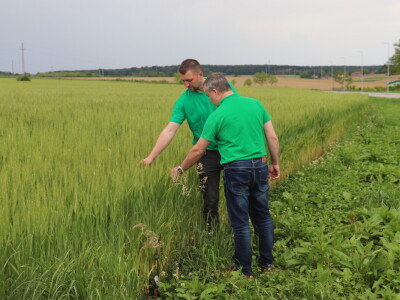 Goran Starčević, Grubišno Polje