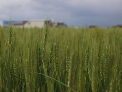 Goran Starčević, Grubišno Polje