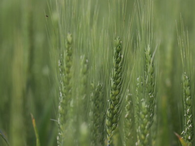 Goran Starčević, Grubišno Polje