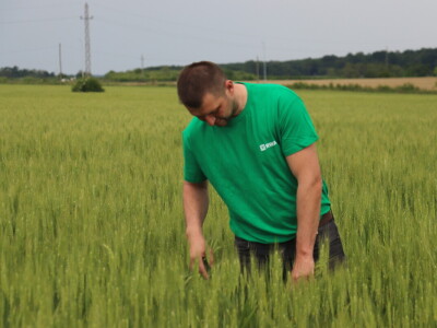Goran Starčević, Grubišno Polje