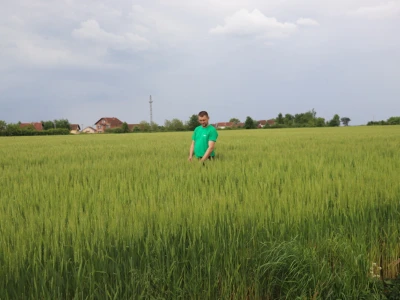 Goran Starčević, Grubišno Polje