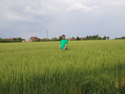 Goran Starčević, Grubišno Polje