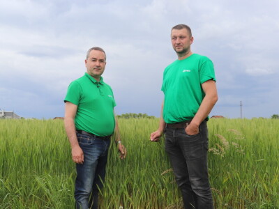 Goran Starčević, Grubišno Polje