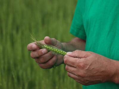 Goran Starčević, Grubišno Polje