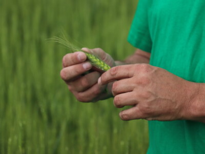 Goran Starčević, Grubišno Polje