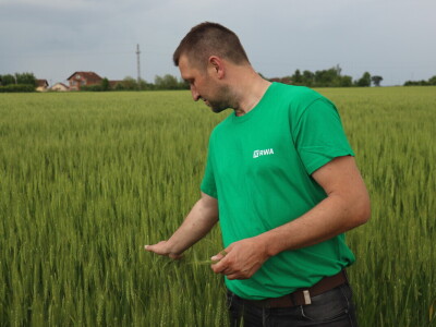 Goran Starčević, Grubišno Polje