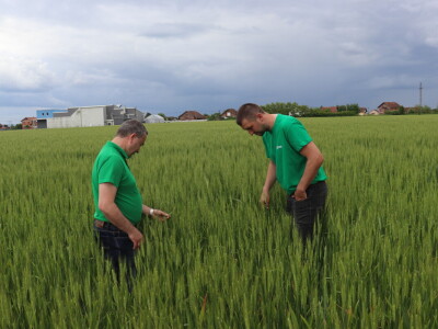Goran Starčević, Grubišno Polje