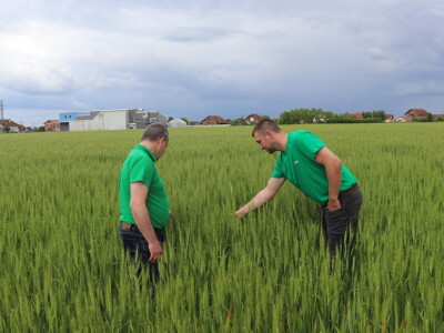 Goran Starčević, Grubišno Polje