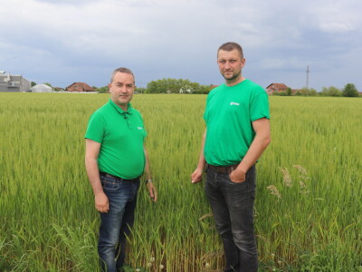 Goran Starčević, Grubišno Polje