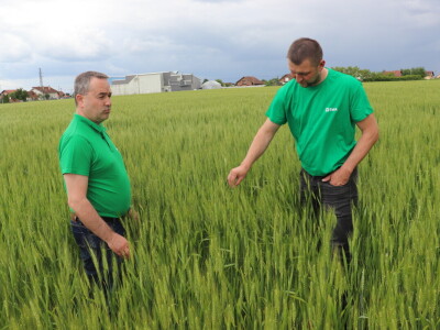 Goran Starčević, Grubišno Polje