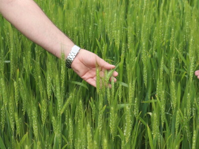 Goran Starčević, Grubišno Polje