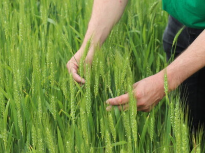 Goran Starčević, Grubišno Polje