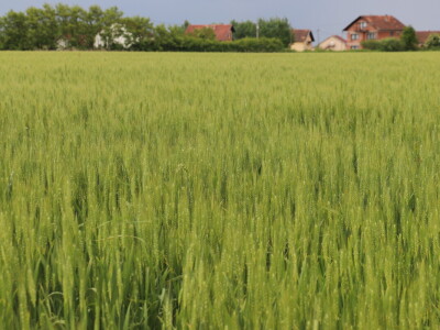 Goran Starčević, Grubišno Polje