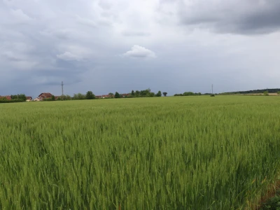 Goran Starčević, Grubišno Polje