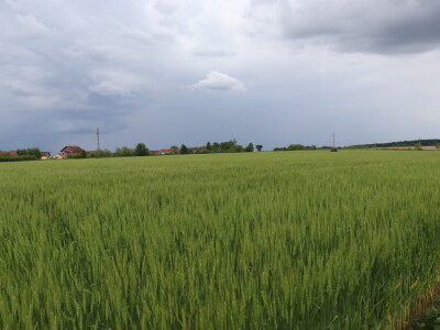 Goran Starčević, Grubišno Polje