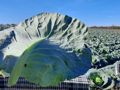 Goranov kupus vrhunskog kvaliteta, foto: M. Lazarević