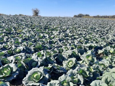 Goranov kupus vrhunskog kvaliteta, foto: M. Lazarević