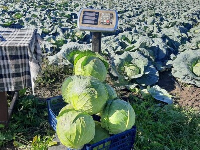 Goranov kupus vrhunskog kvaliteta, foto: M. Lazarević