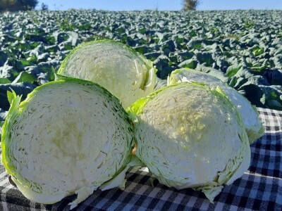 Goranov kupus vrhunskog kvaliteta, foto: M. Lazarević