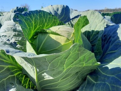 Goranov kupus vrhunskog kvaliteta, foto: M. Lazarević