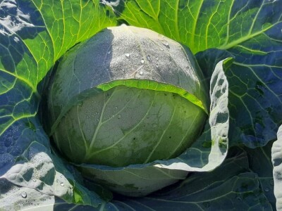 Goranov kupus vrhunskog kvaliteta, foto: M. Lazarević