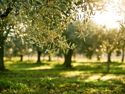 Gordon Ramsay u Hrvatskoj Gordon Ramsay u Hrvatskoj