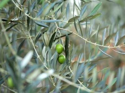 Gordon Ramsay u Hrvatskoj Gordon Ramsay u Hrvatskoj