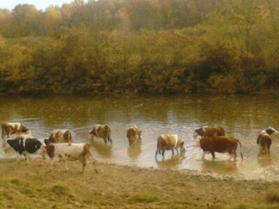 Gornji Varoš - krave na livadi