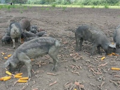 Goran Hrdžić uzgaja i crnu slavonsku svinju