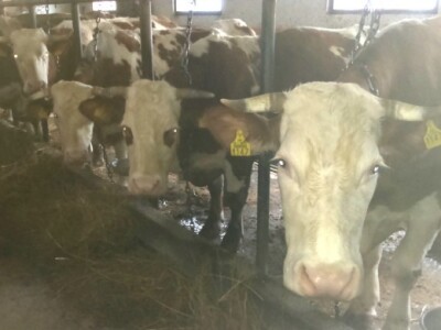 Gornji Varoš - krave