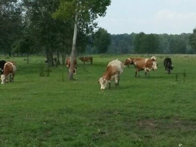 Gornji Varoš - krave na livadi