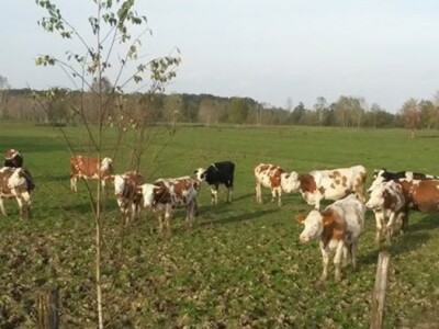 Gornji Varoš - krave na livadi