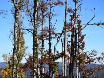 INTERVJU: Oliver Vlainić, predsjednik Hrvatskoga šumarskog društva